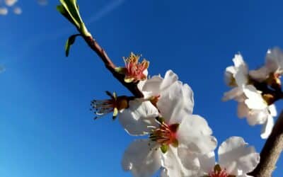 Escapade urbaine et Fleurs de Bach