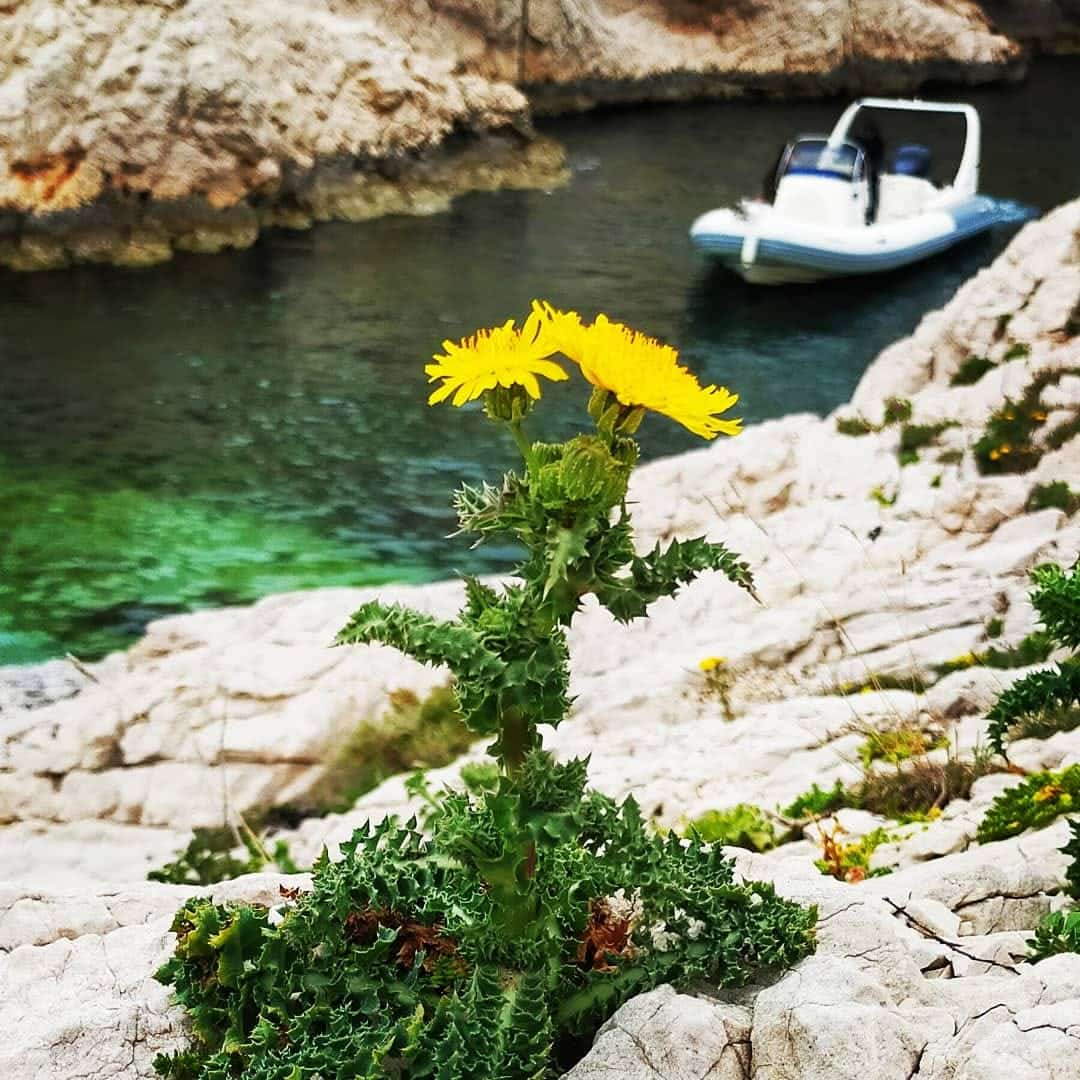 escapade balade naturopathe botanique balade mer marseille estaque