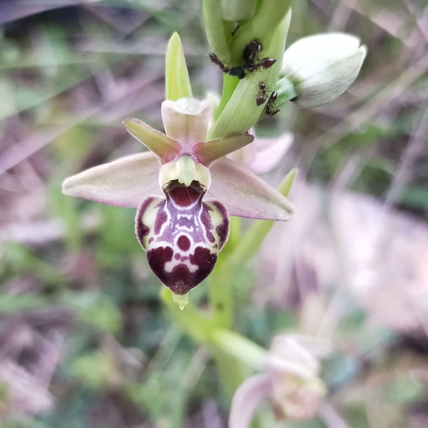 orchidée suvage