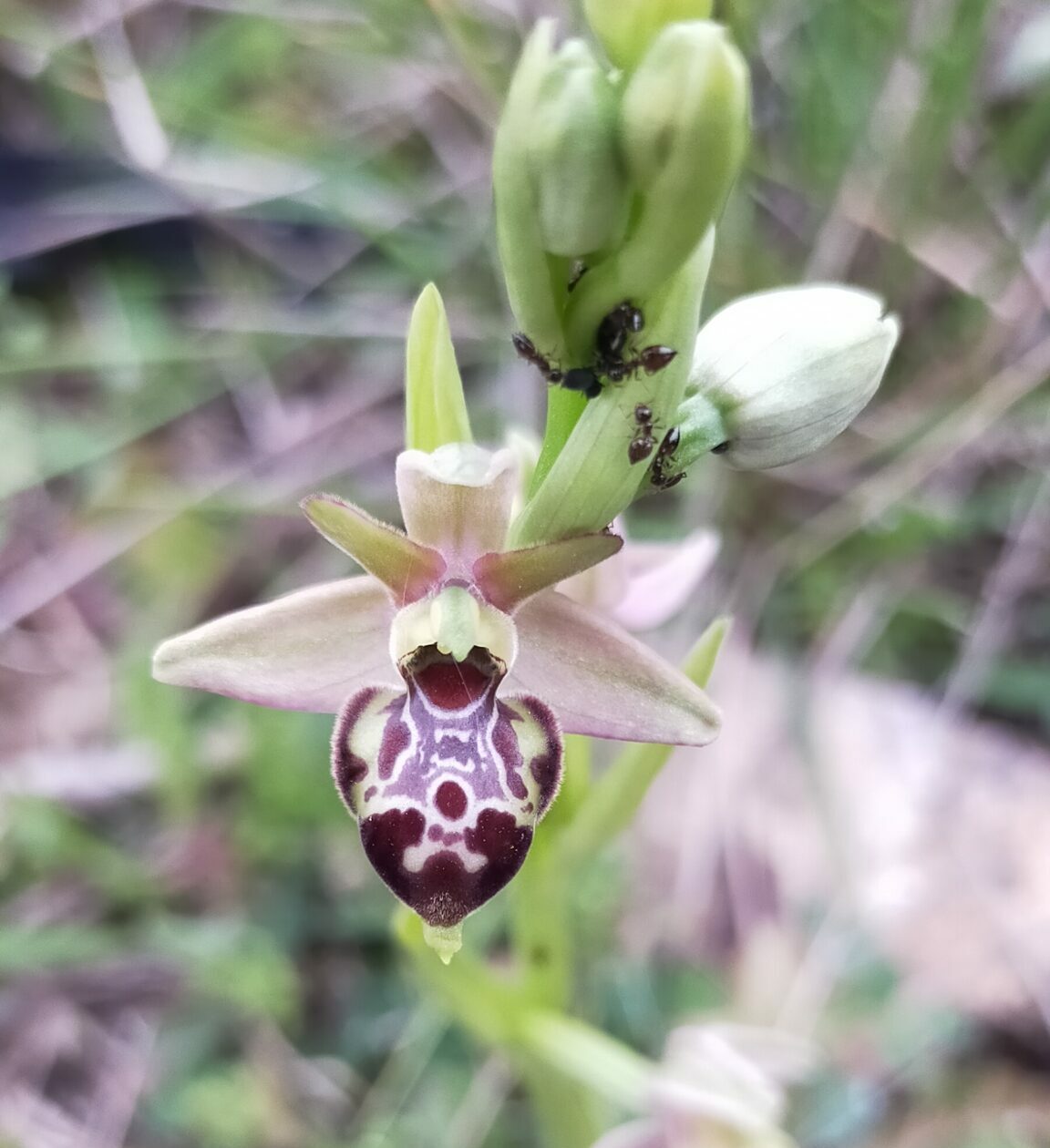orchidée suvage