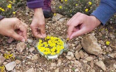 Journée Fleurs de Bach