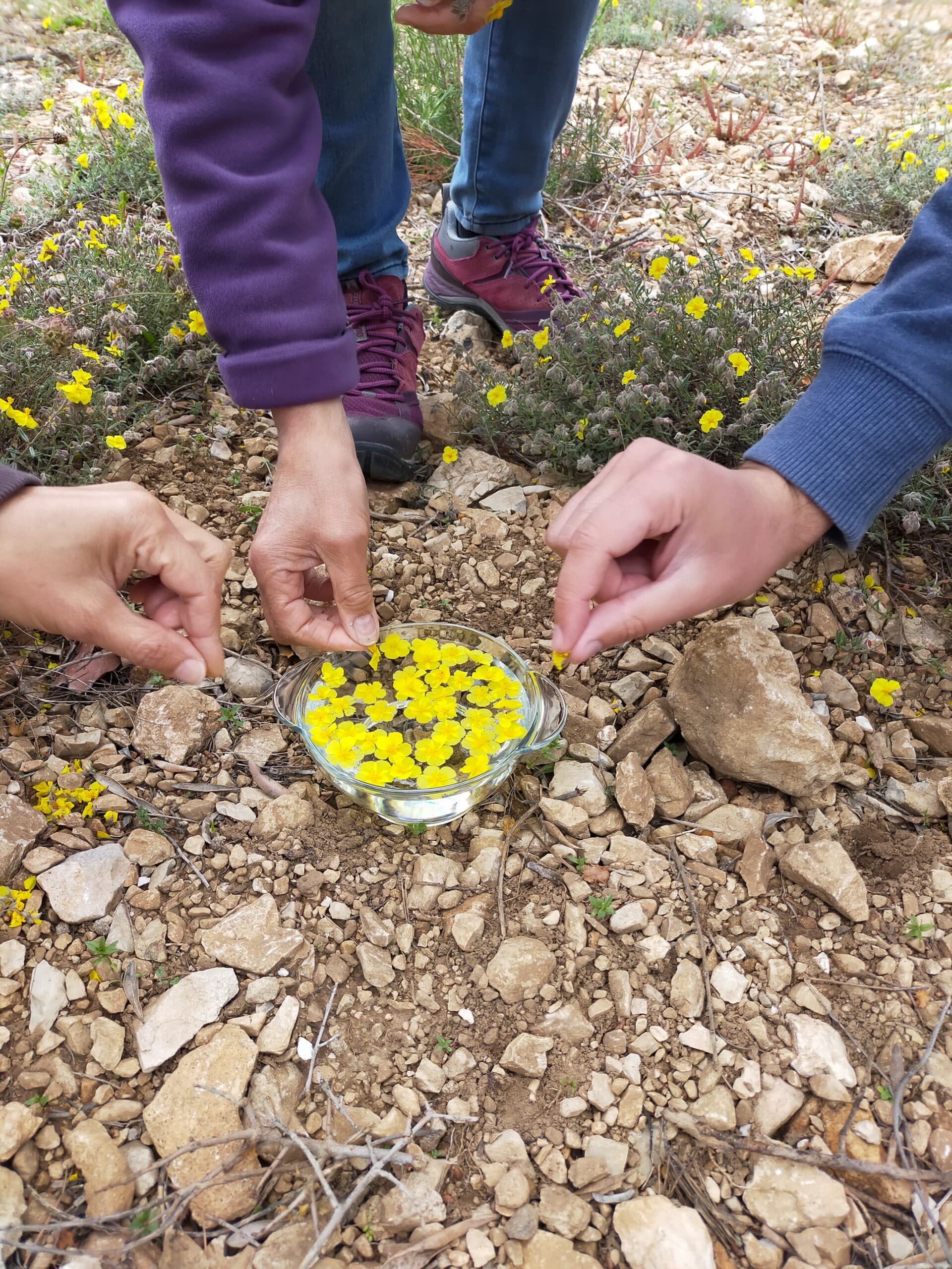 Escapade Nature et fleurs de Bach Naturopathie