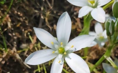 Fleur de Bach stress et perte de poids