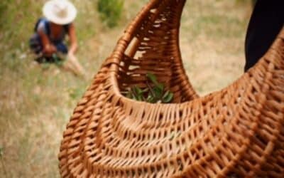 Conf’expérience : Les plantes sauvages de votre été