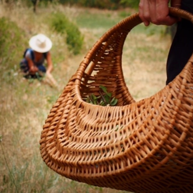 cueillette plantes sauvages