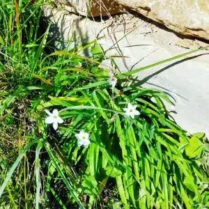 Ail des ours ou en trouver et le reconnaitre. Recette pesto ail des ours en prime.