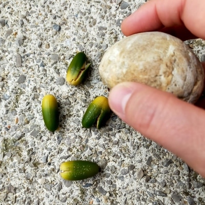 Écraser les glands avec une pierre afin d'ouvrir la coque