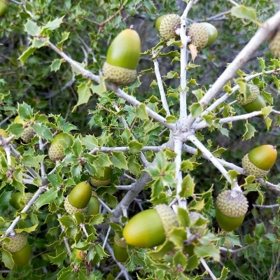 Identification du chêne kermès : feuilles et glands