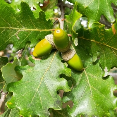 Identification du chêne vert : feuilles et glands