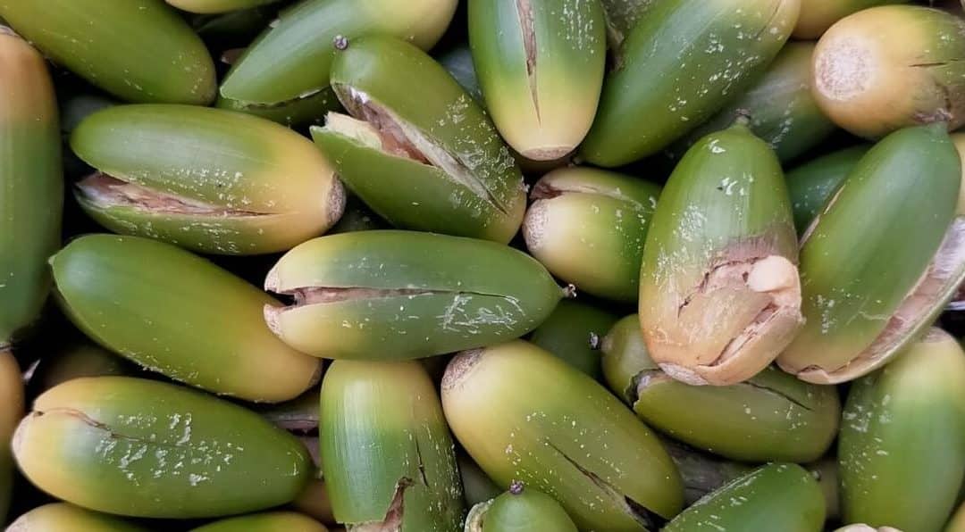 Découvrez les bienfaits et usages de la farine de gland