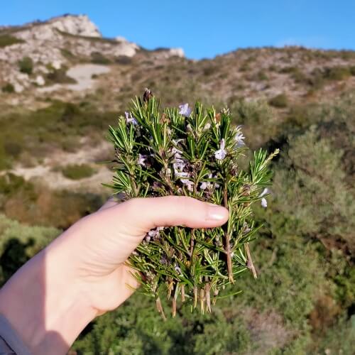 Cueillette de somités fleuries de romarin sauvage