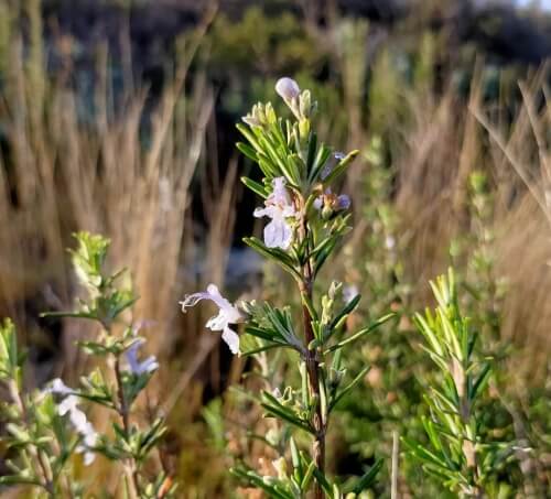 Romarin sauvage de la Garrigue