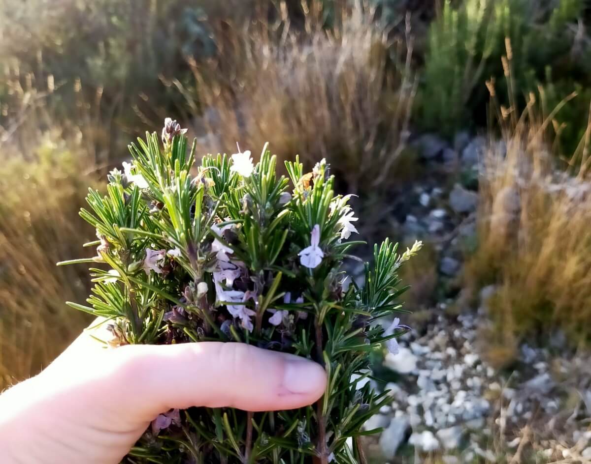 Romarin sauvage cueilli
