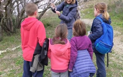 Découverte des plantes sauvages en famille