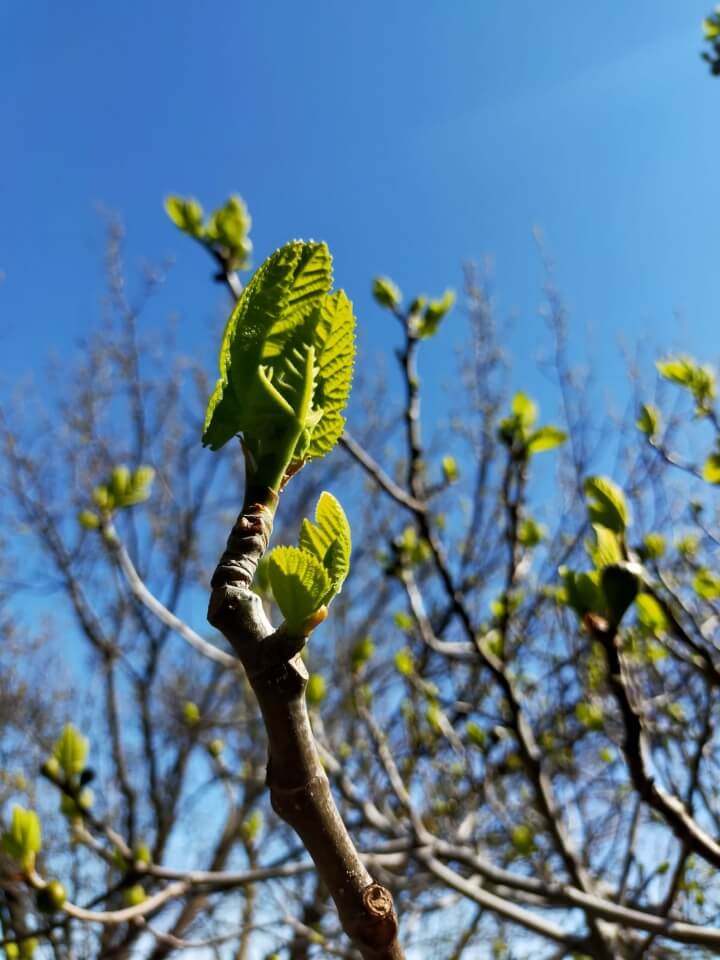 Bourgeons et jeunes feuilles de figuier