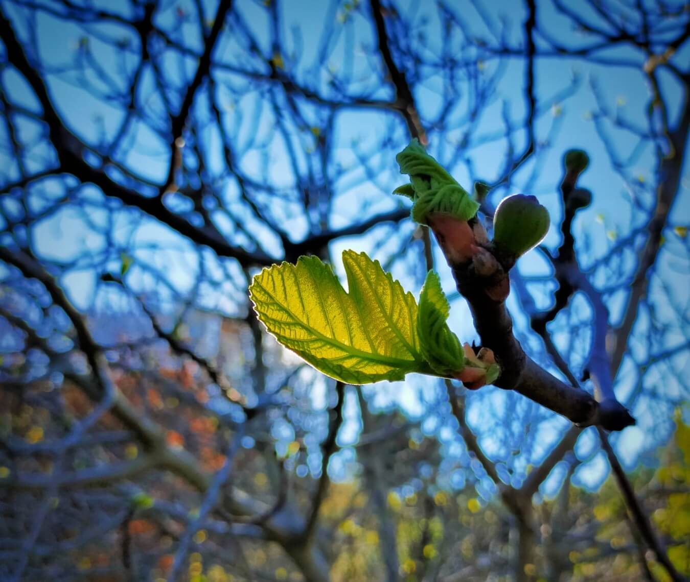 Bourgeons et jeunes pousses de figuier