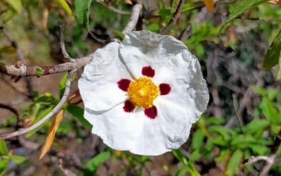 Yoga, sylvothérapie et découverte des plantes sauvages