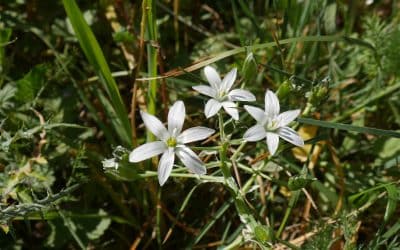 Découverte des plantes sauvages et de leurs usages (Le Rove)