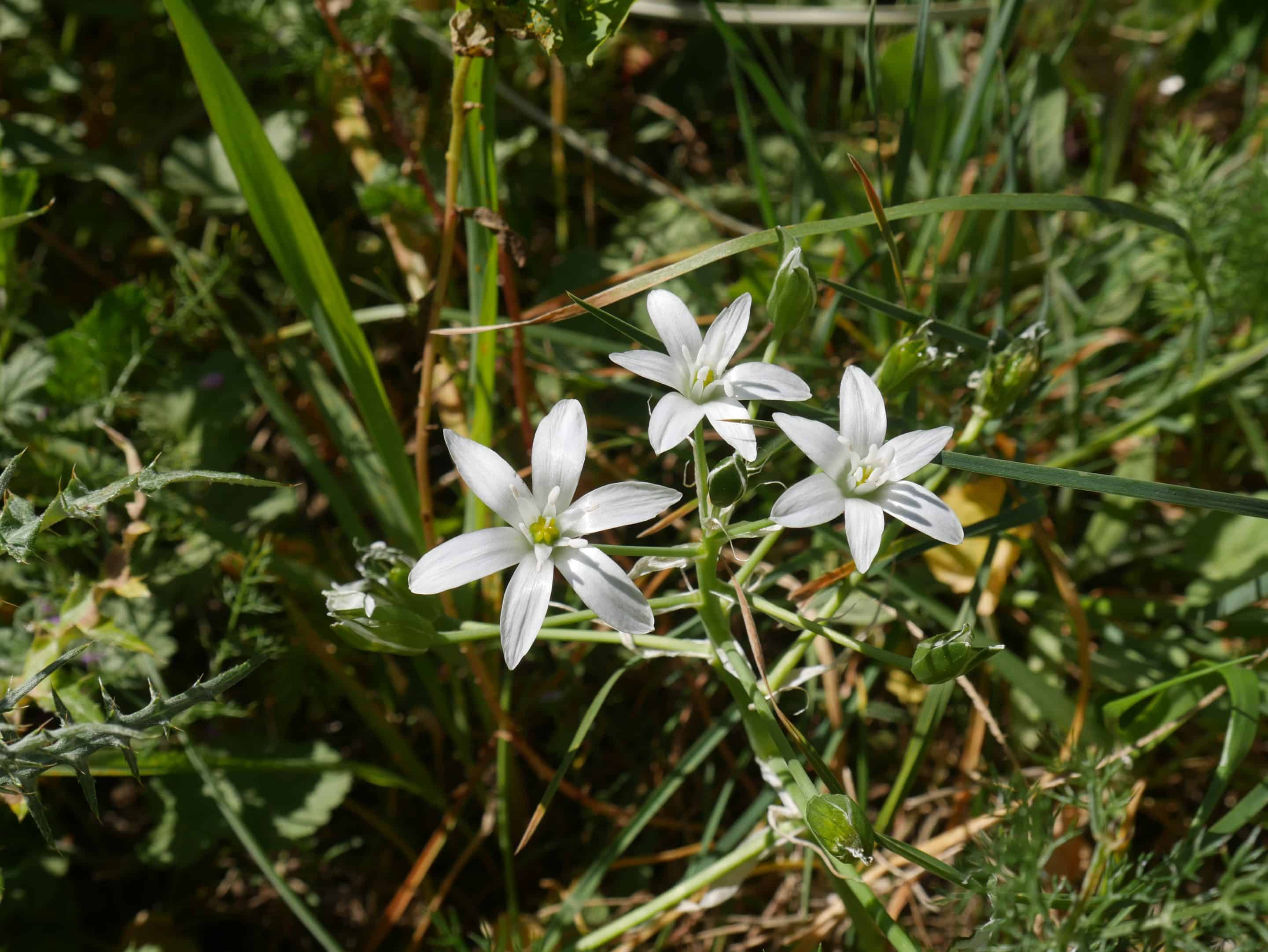 découverte des plantes sauvages