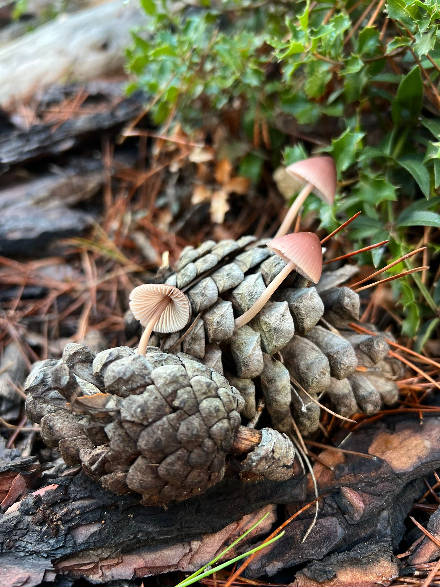 Champignons et plantes sauvages