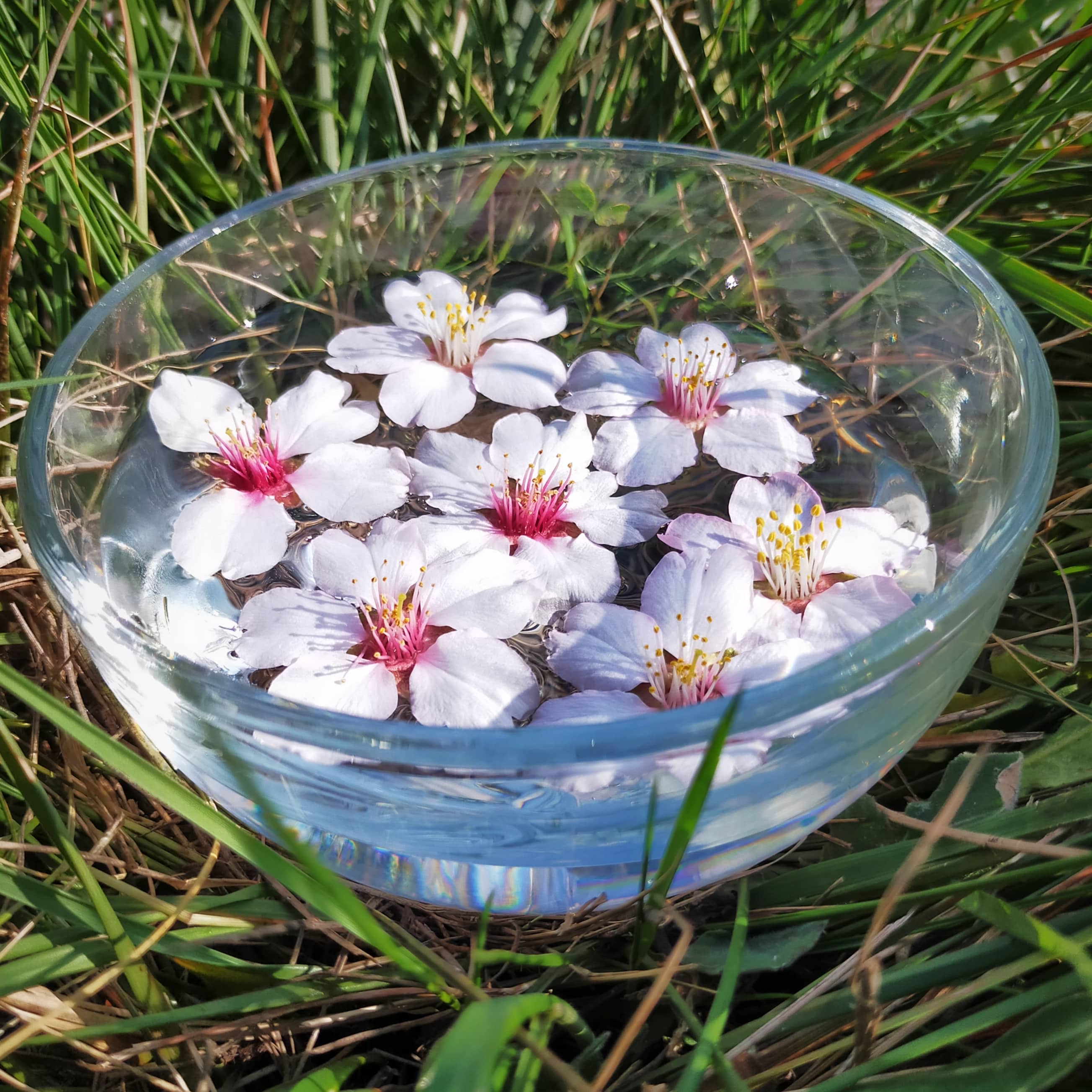 fleurs de Bach