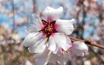 Yoga et Fleurs de Bach