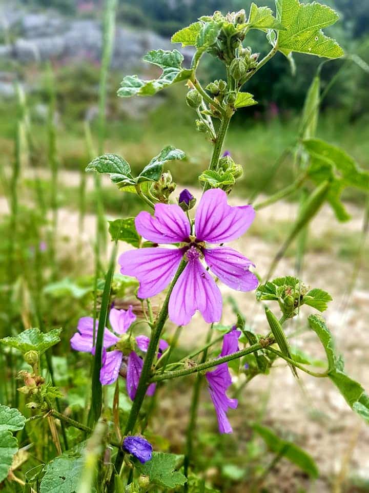 Decouverte de la flore locale