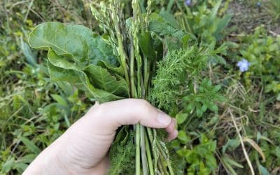 A la découverte des Plantes Sorcières