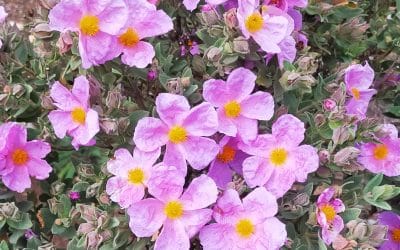 Découverte des plantes comestibles et médicinales